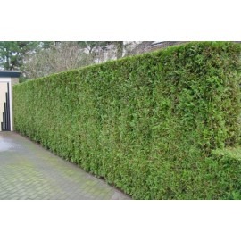 Туя яйцевидная